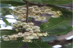 Elaeocarpus tuberculatus